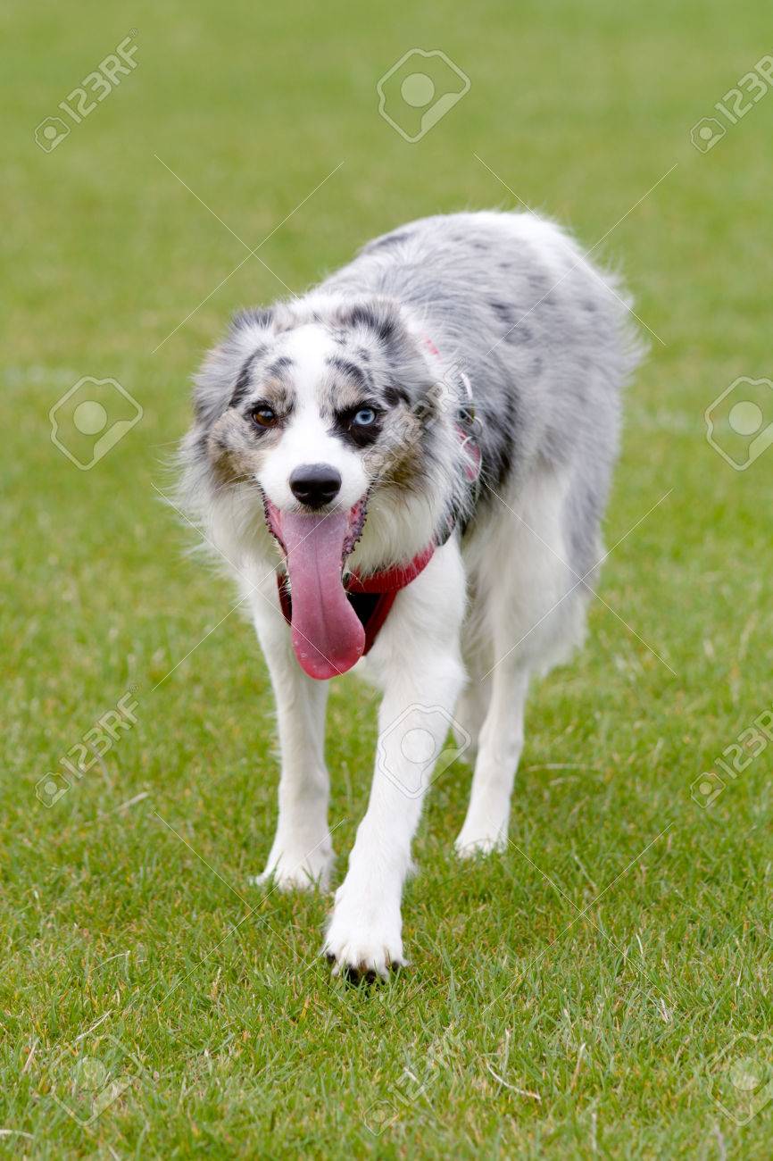 merle collie dog