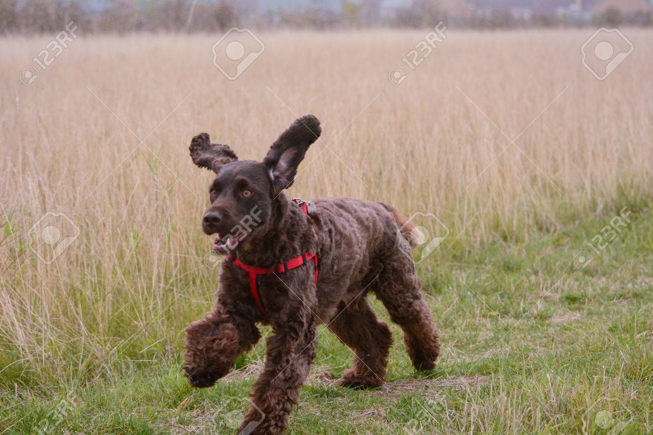 cockapoo running
