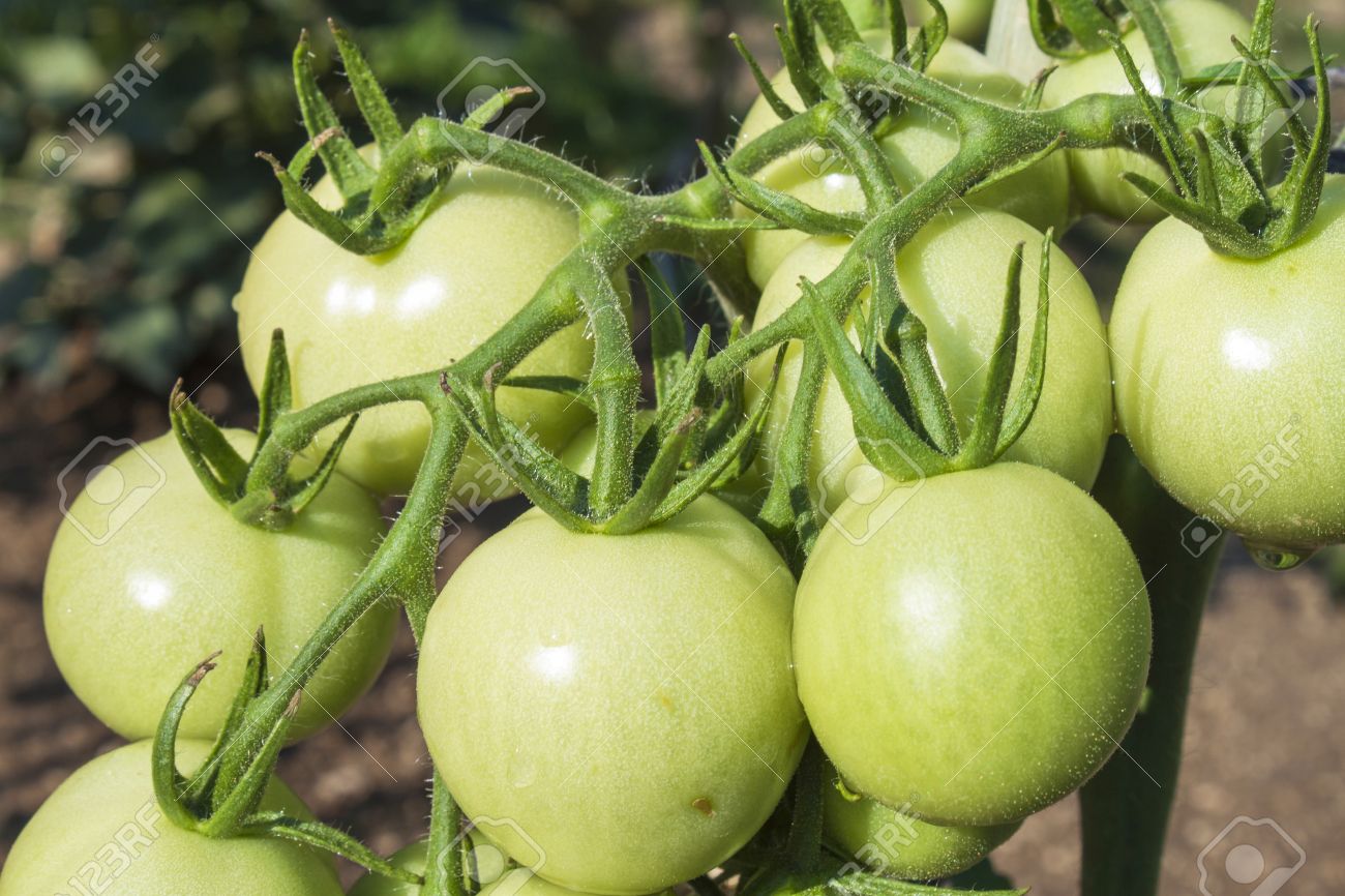 El gota tomate en