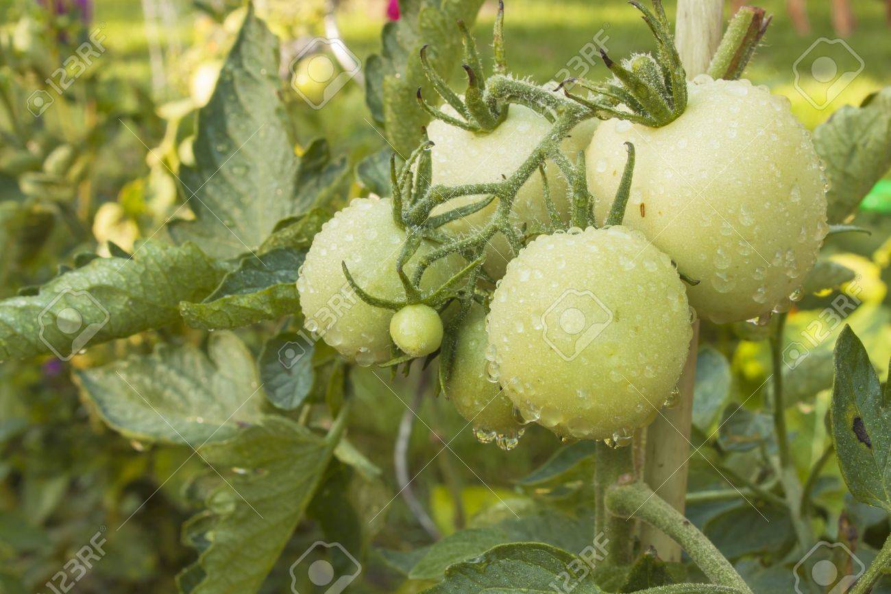 Wachsende Tomaten Auf Einem Inlandischen Garten Wet Tomaten In Der Morgensonne Ubernachtung Regen Reifende Gemuse In Einem Heim Garten Wassertropfen Nach Regen Auf Tomatenfrucht Unscharfen Hintergrund Lizenzfreie Fotos Bilder Und Stock Fotografie
