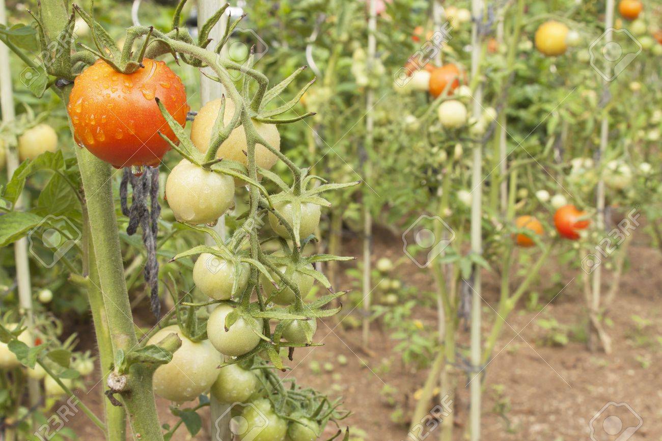 Wachsende Tomaten Auf Einem Inlandischen Garten Wet Tomaten In Der Morgensonne Ubernachtung Regen Reifende Gemuse In Einem Heim Garten Wassertropfen Nach Regen Auf Tomatenfrucht Unscharfen Hintergrund Lizenzfreie Fotos Bilder Und Stock Fotografie