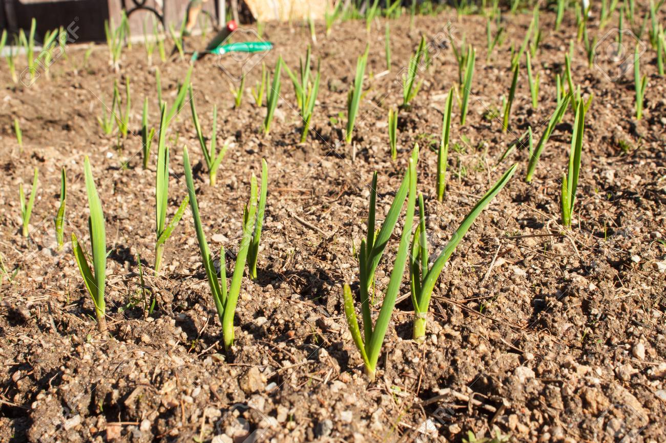 春ニンニクを芽します 野菜の栽培 緑の庭の土でニンニクの芽します の写真素材 画像素材 Image