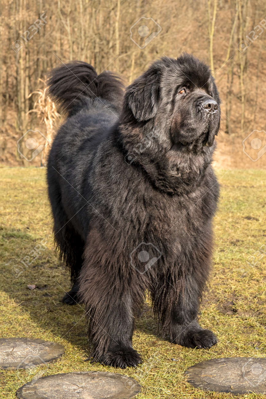 big newfoundland dog