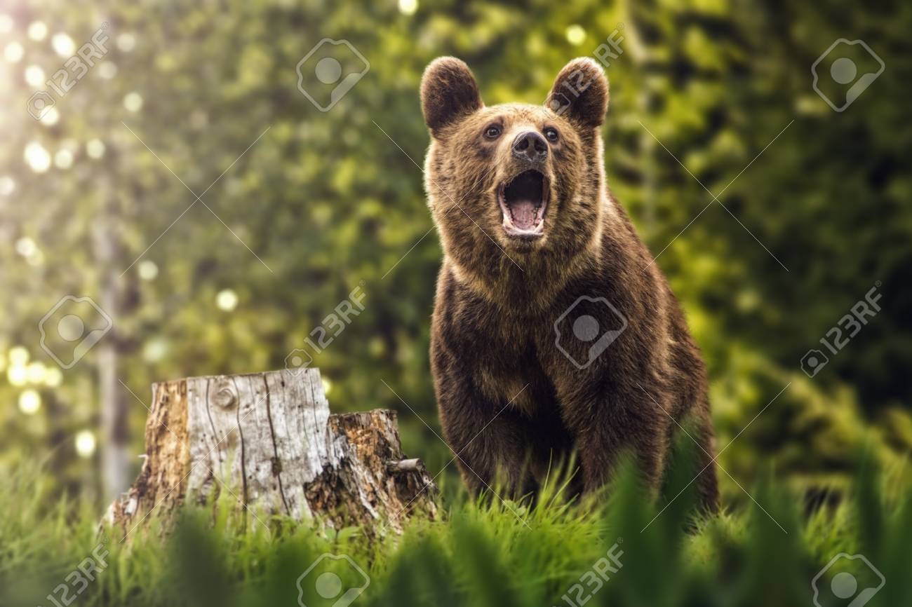 rencontrer ours