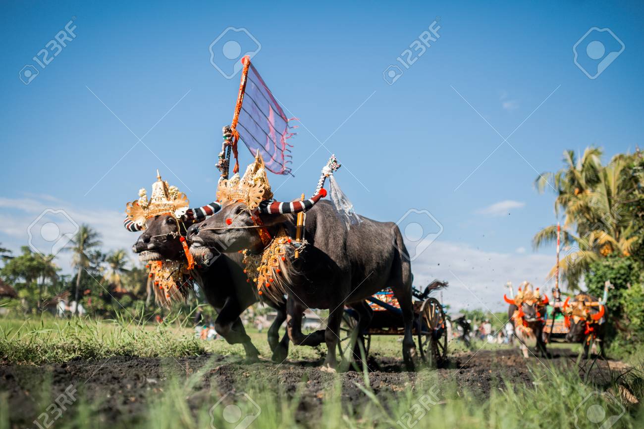 Traditional Bull Racing in Indonesia 49 Traditional Bull Racing in Indonesia 40