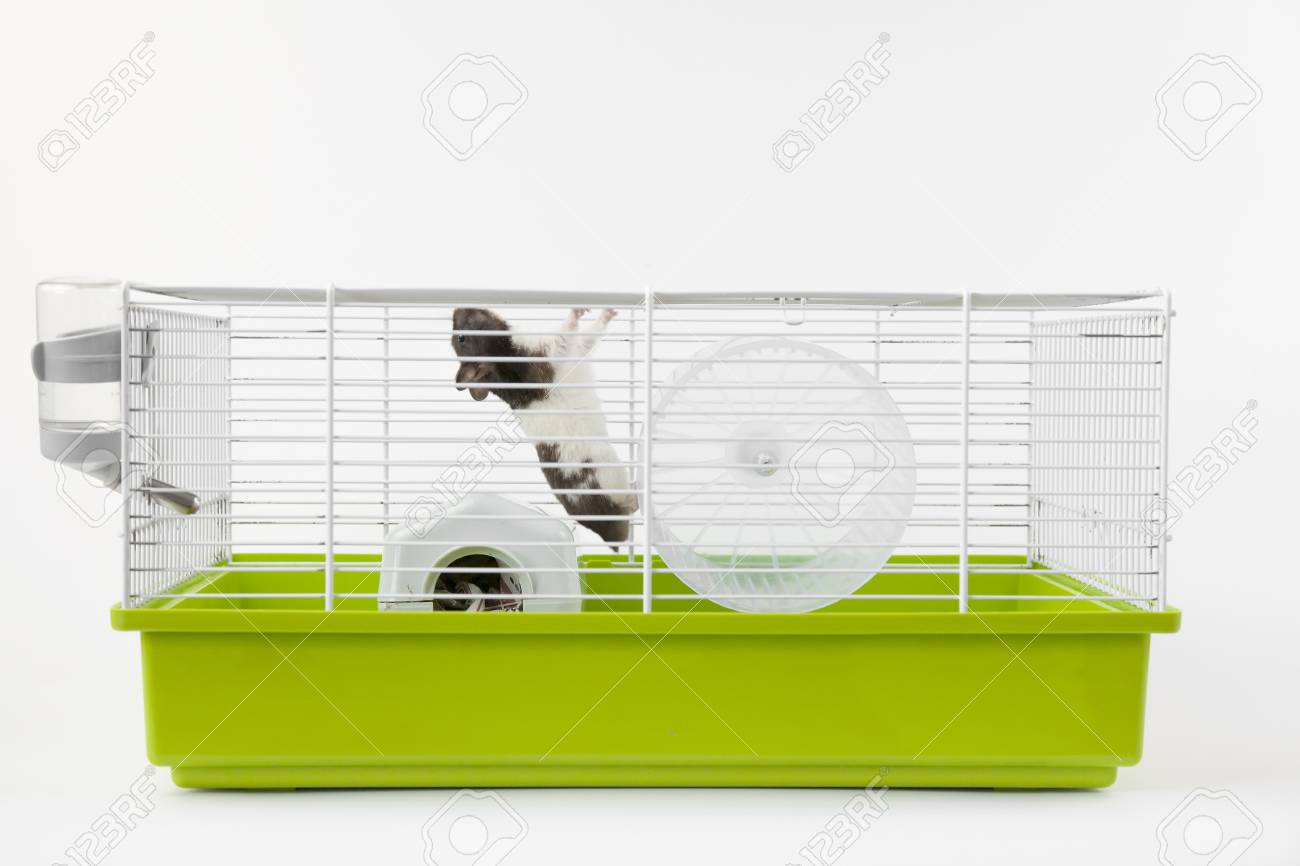 green hamster cage