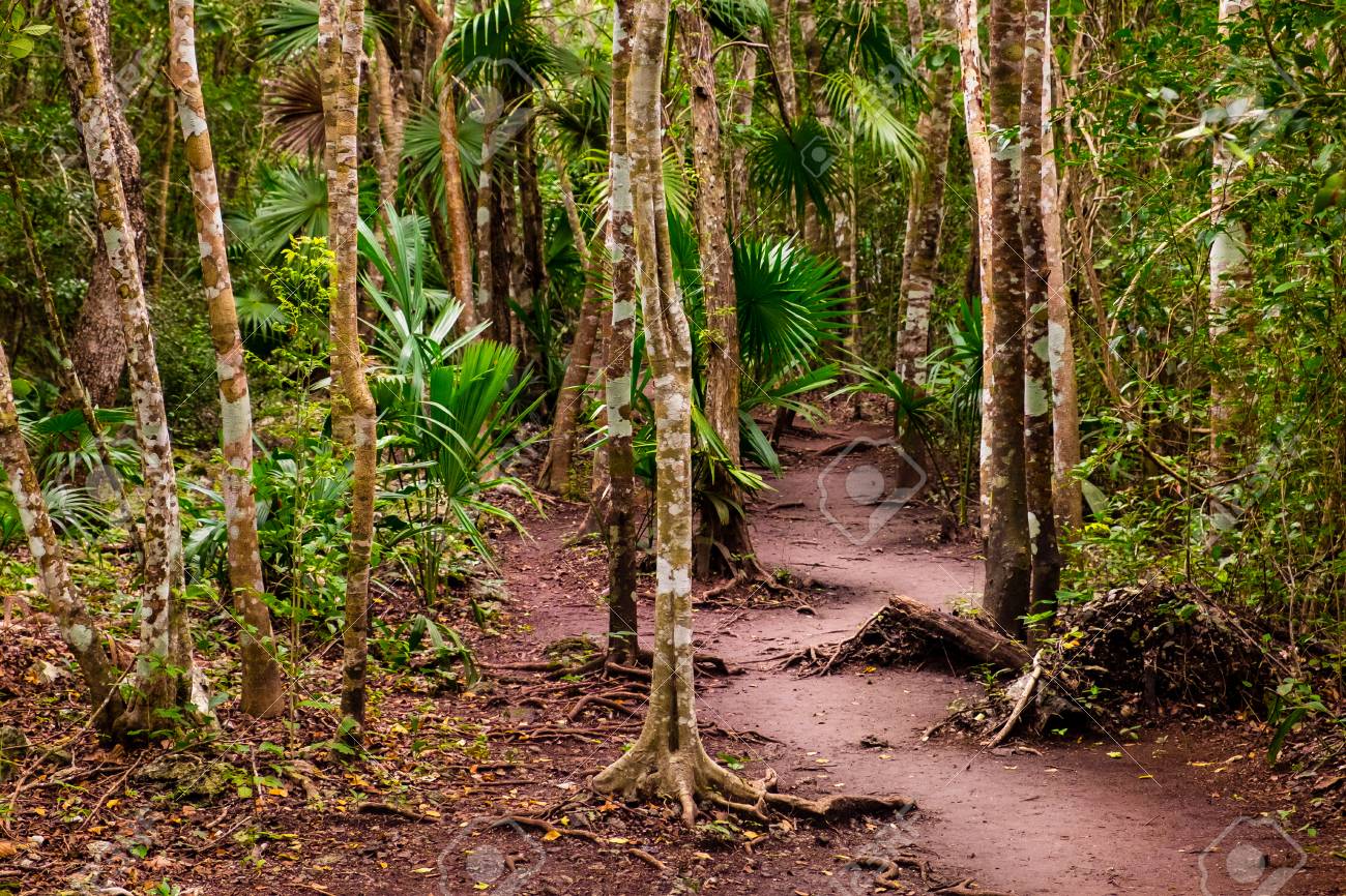 Dirty in the jungle