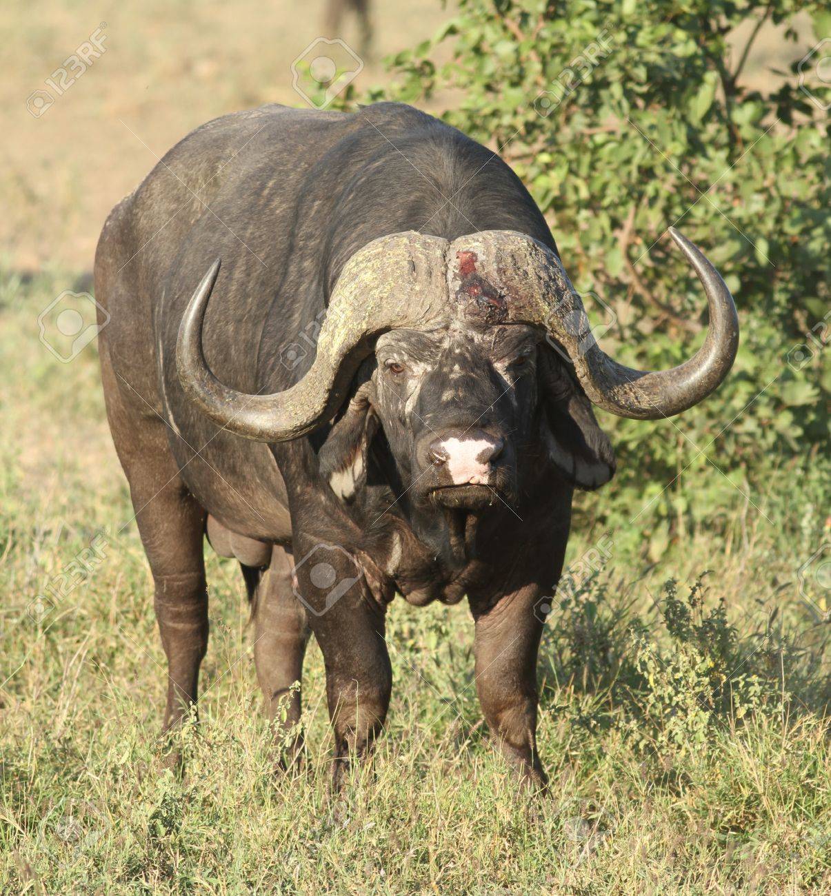 アフリカのバッファロー の写真素材 画像素材 Image