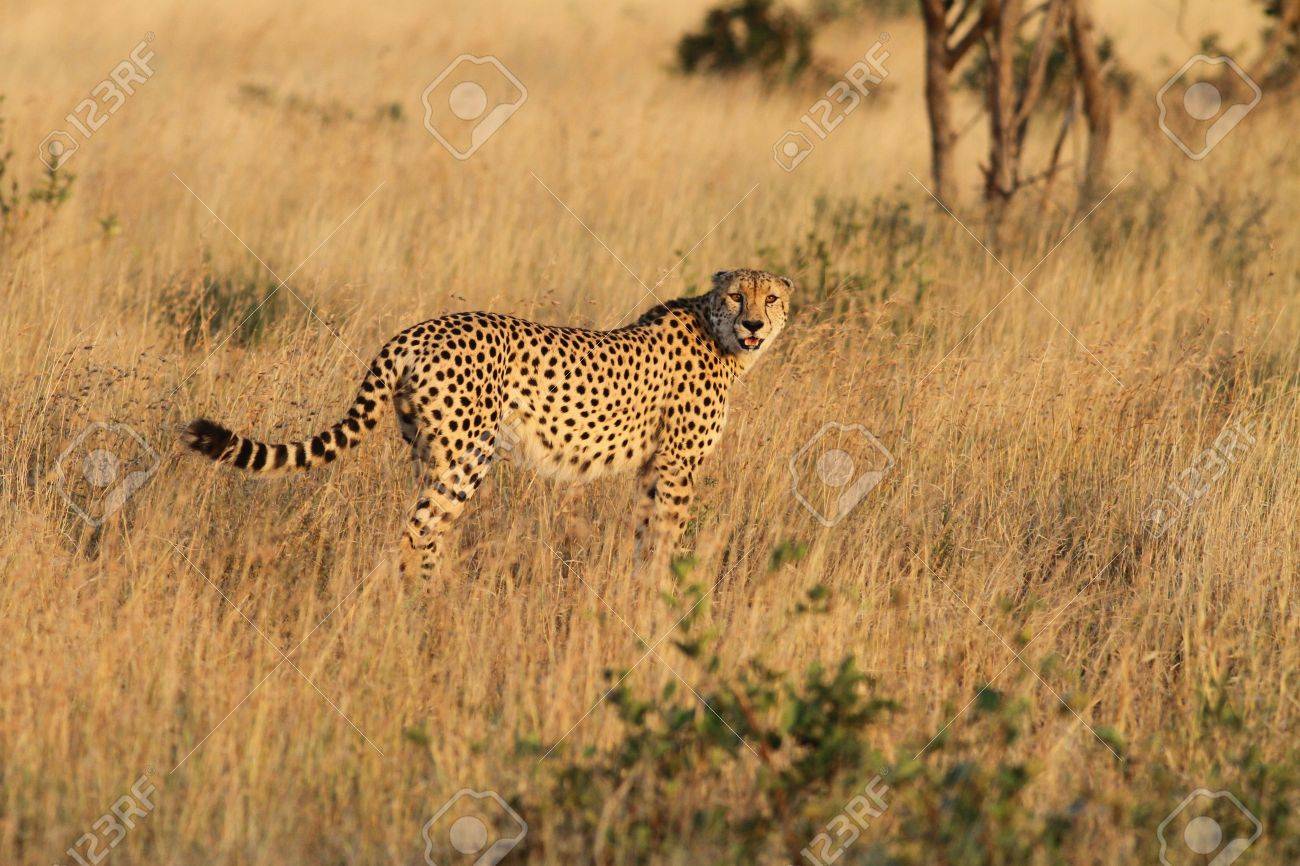 Cheetah Kruger National Park South Africa Stock Photo Picture And Royalty Free Image Image 14344466