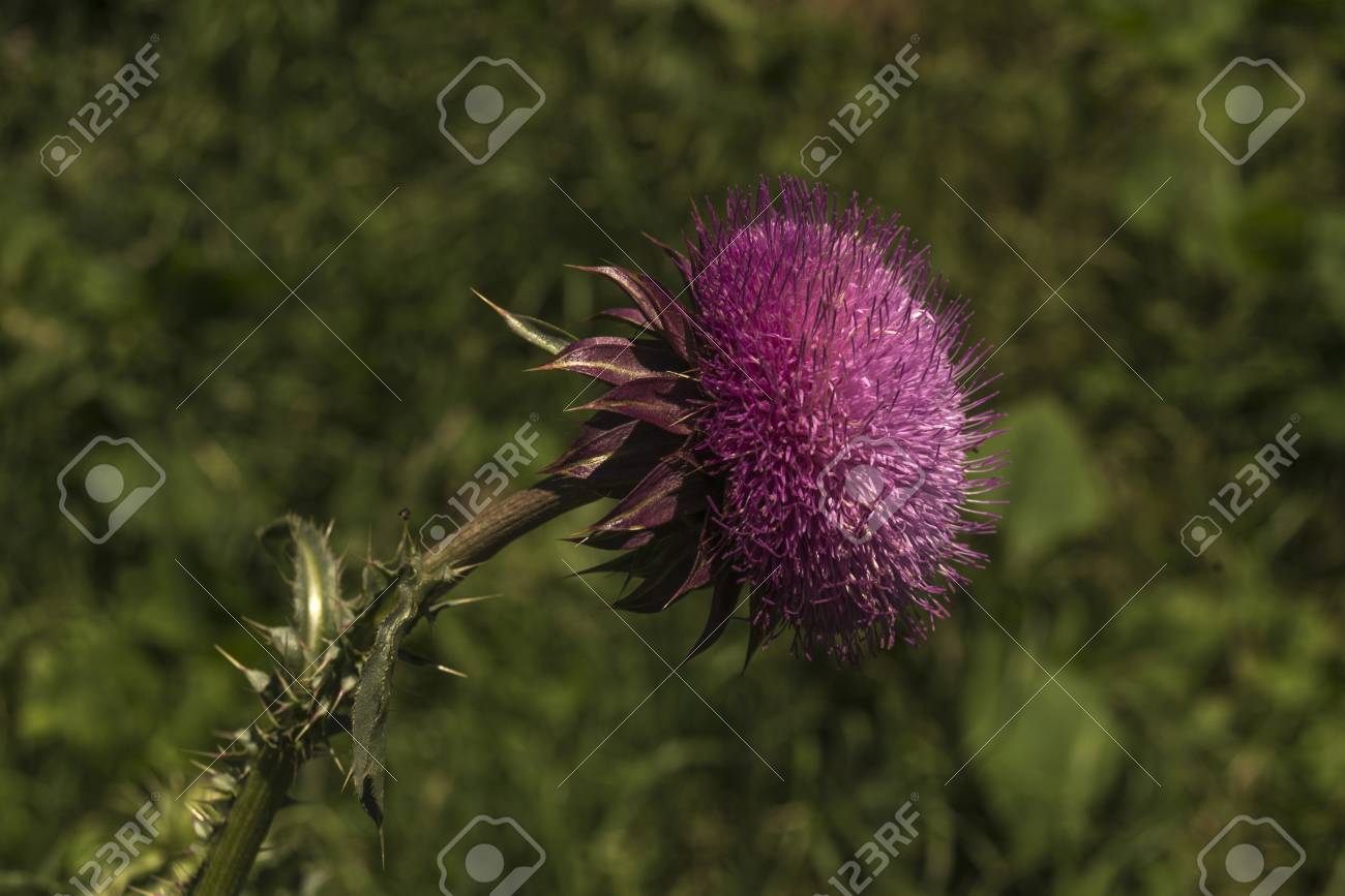 すべての美しい花の画像 トップ100花 あざみ すべての美しい花の画像 トップ100花 あざみ