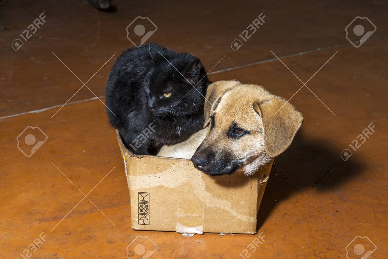dog cardboard box
