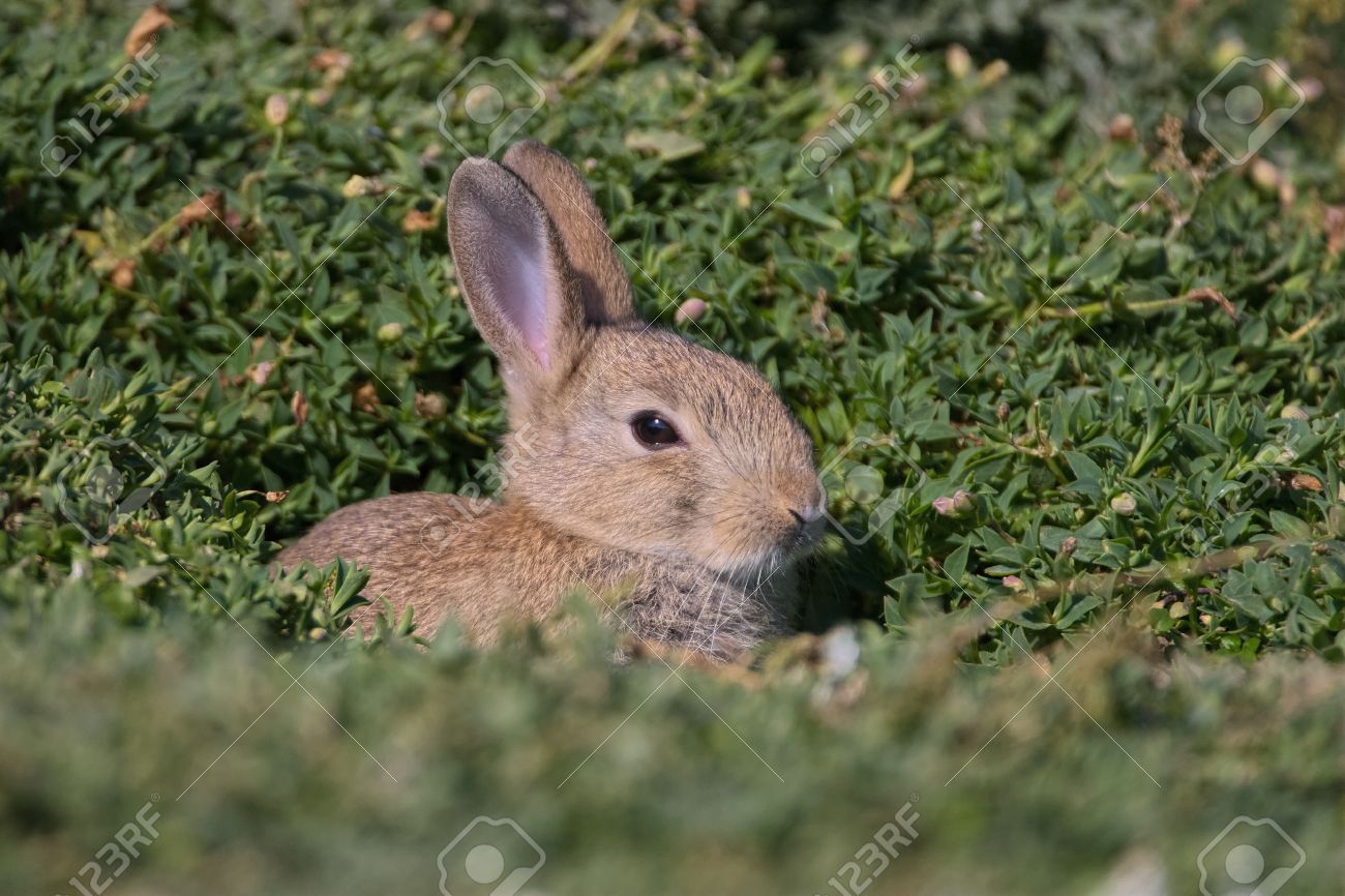 赤ちゃんの一般的なウサギ スコックホルム島の Conceiled の巣のうちその頭をつつく の写真素材 画像素材 Image