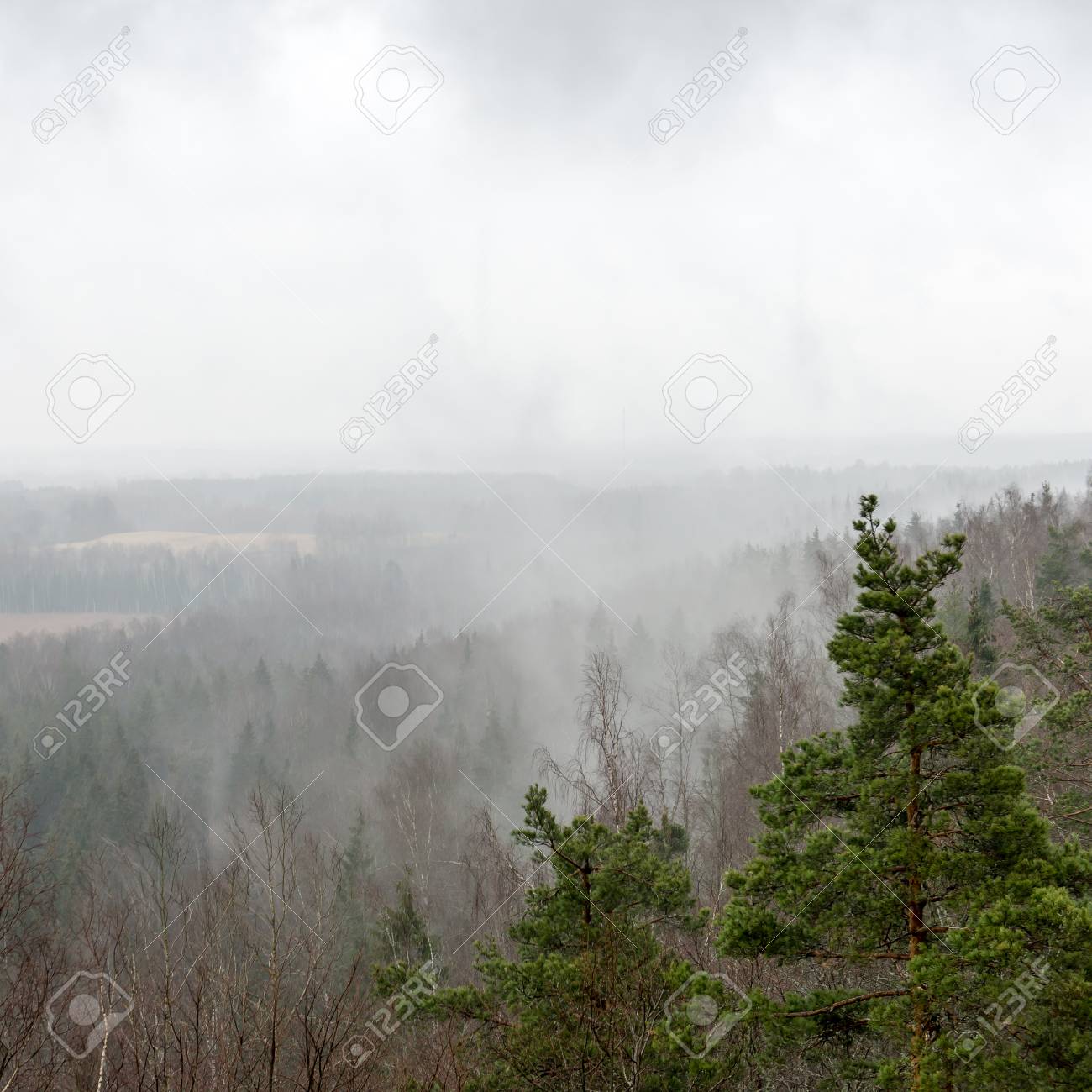 2019 year - Misty Rain 2019 year