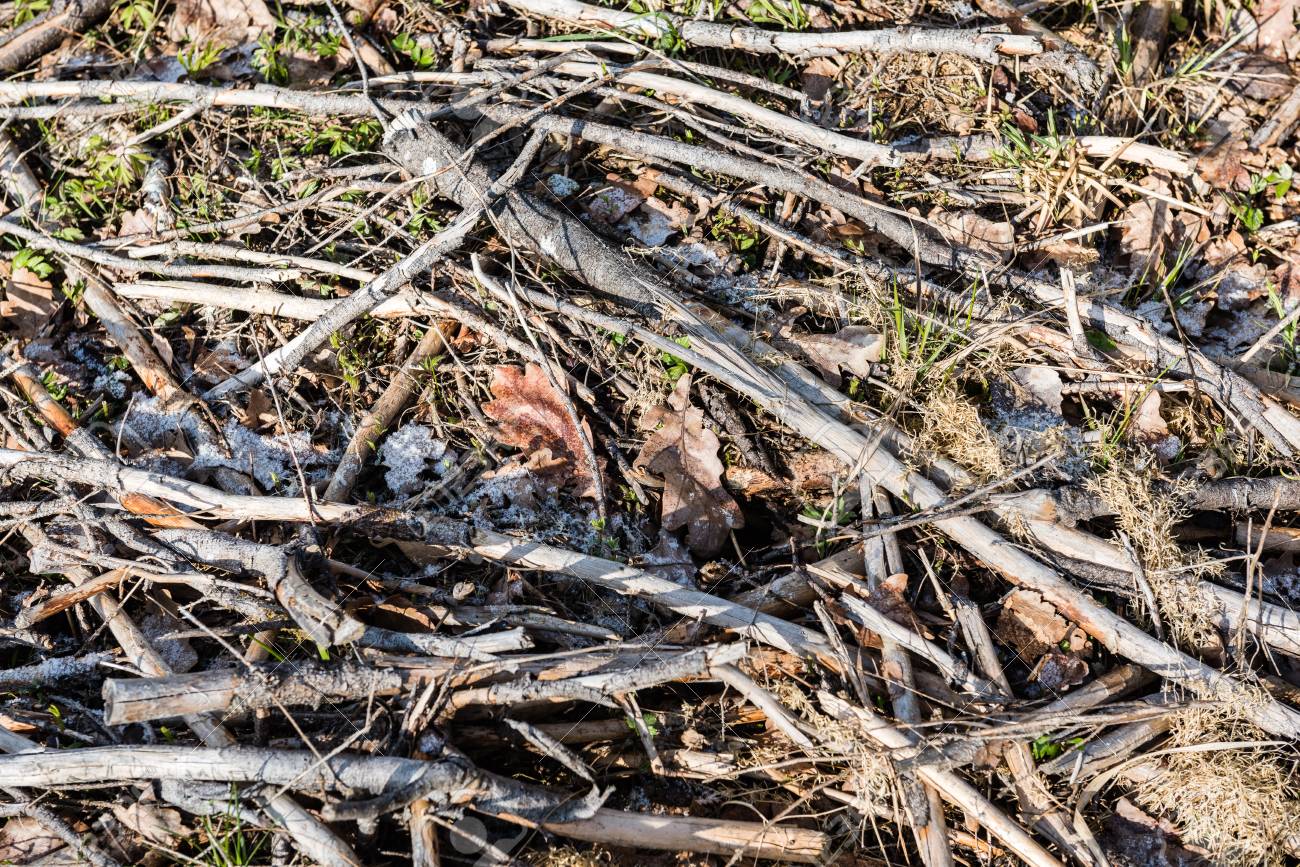 春の森の地面に壊れた木の枝を乾燥します テクスチャ の写真素材 画像素材 Image