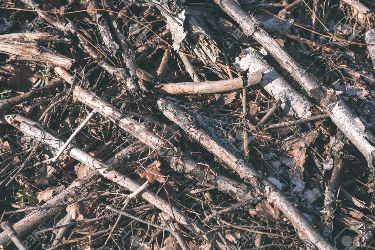 春の森の地面に壊れた木の枝を乾燥します テクスチャ レトロなヴィンテージに見える の写真素材 画像素材 Image