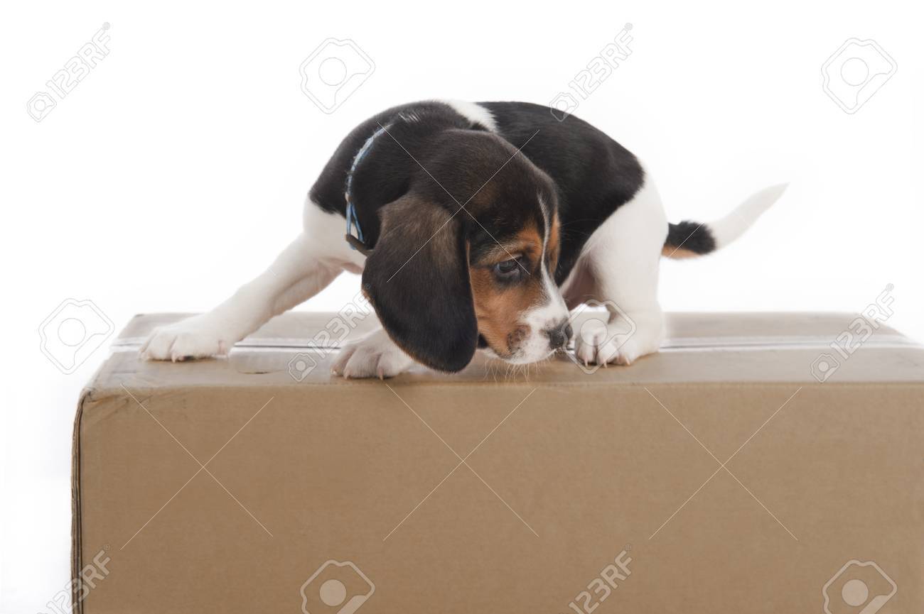beagle puppy stuck on a box isolated on white stock photo picture