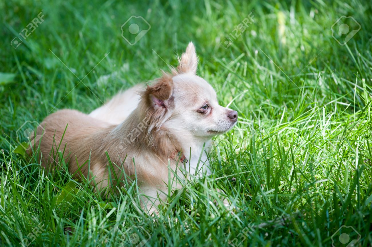 Australian Kelpie Shiba Inu Australian Shepherd Mix Puppies For Sale  Australian Shepherd Shiba Inu Zwergspitz Mix, image size:1300x865