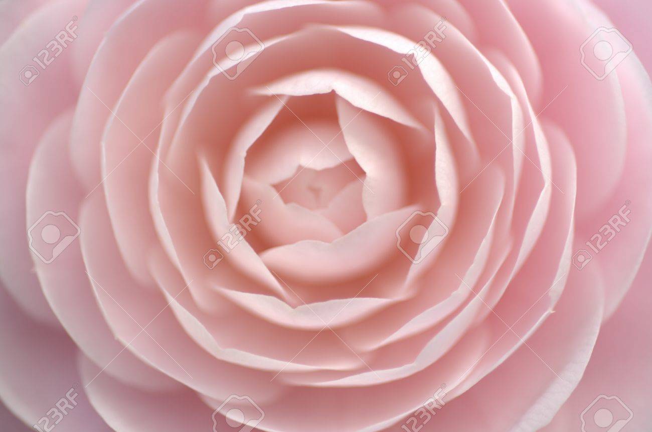 椿の花びら の写真素材 画像素材 Image