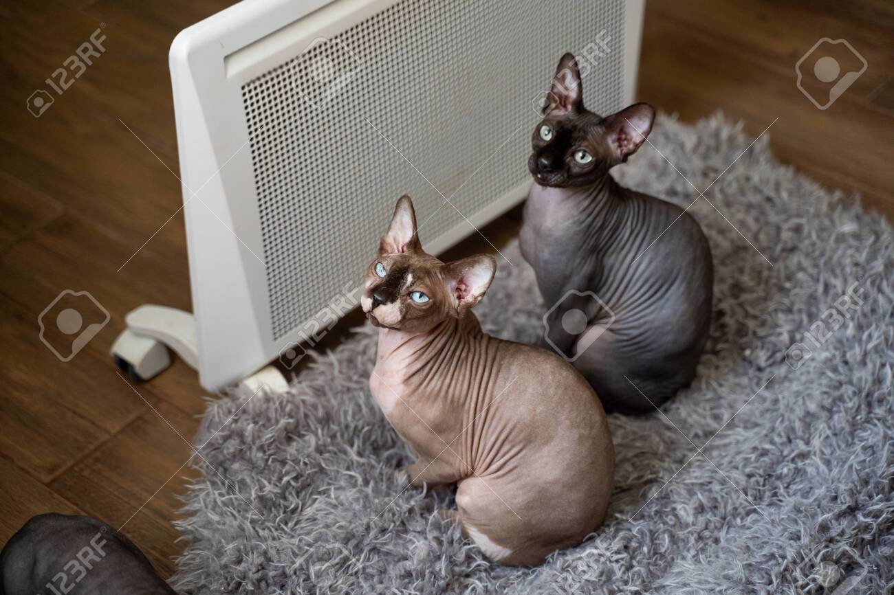 cat heaters