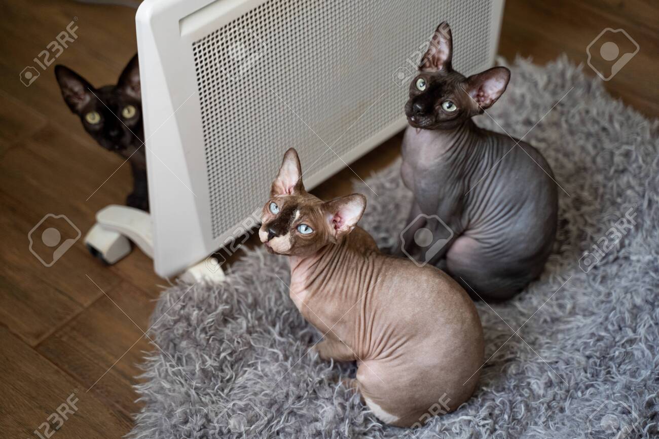 heaters for cats