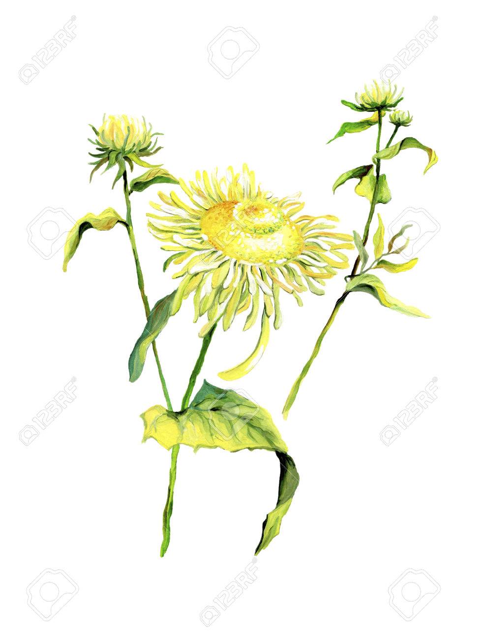 Forest flower chamomile isolated on white background.Color drawing of daisies with leaves - 60105301 Forest flower chamomile isolated on white background.Color drawing of daisies with leaves - 60105301