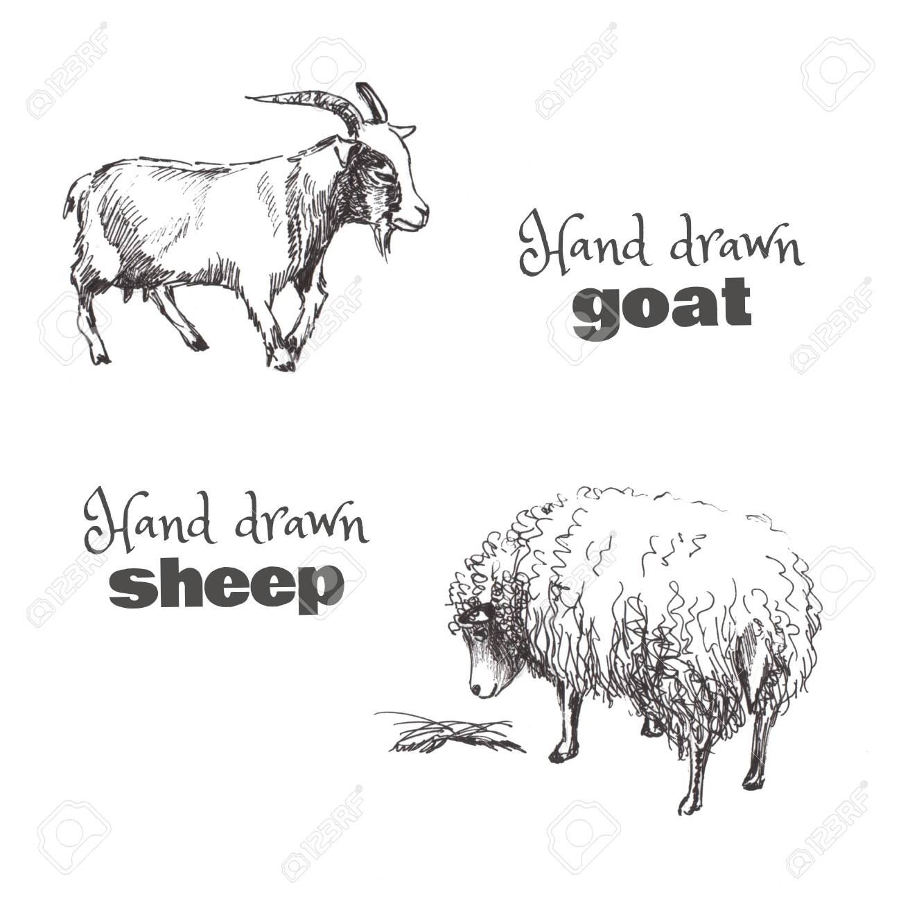 A Hand Drawn Sketched Goat And A Sheep Black And White Set Of