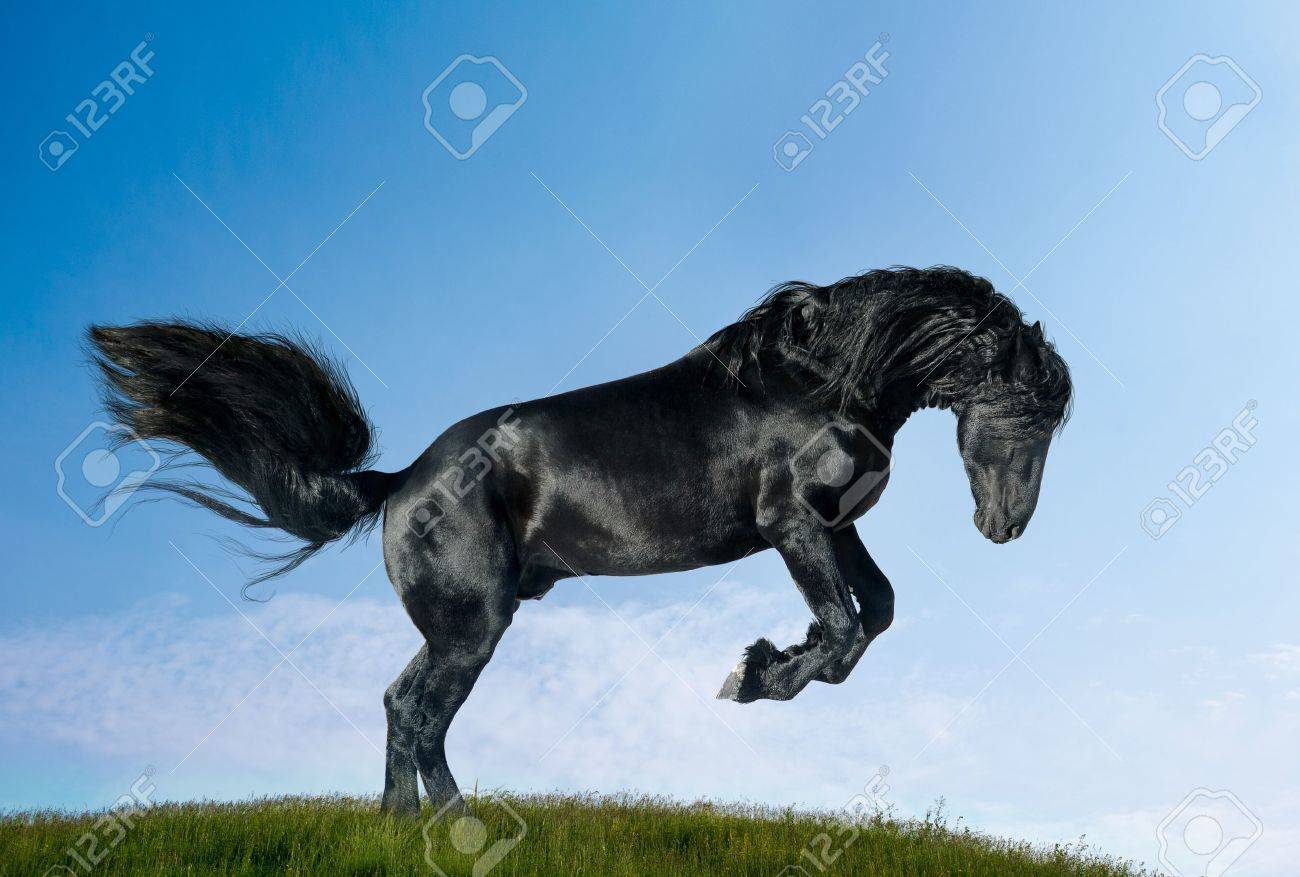 フィールドのフリージアン種牡馬 の写真素材 画像素材 Image 1571