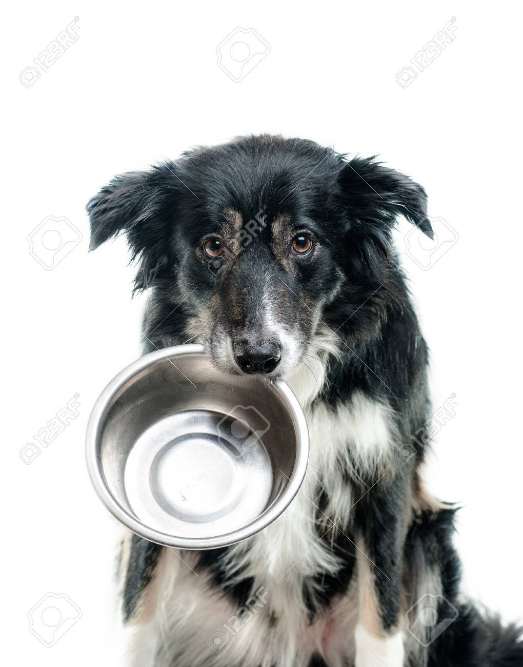 empty dog bowl