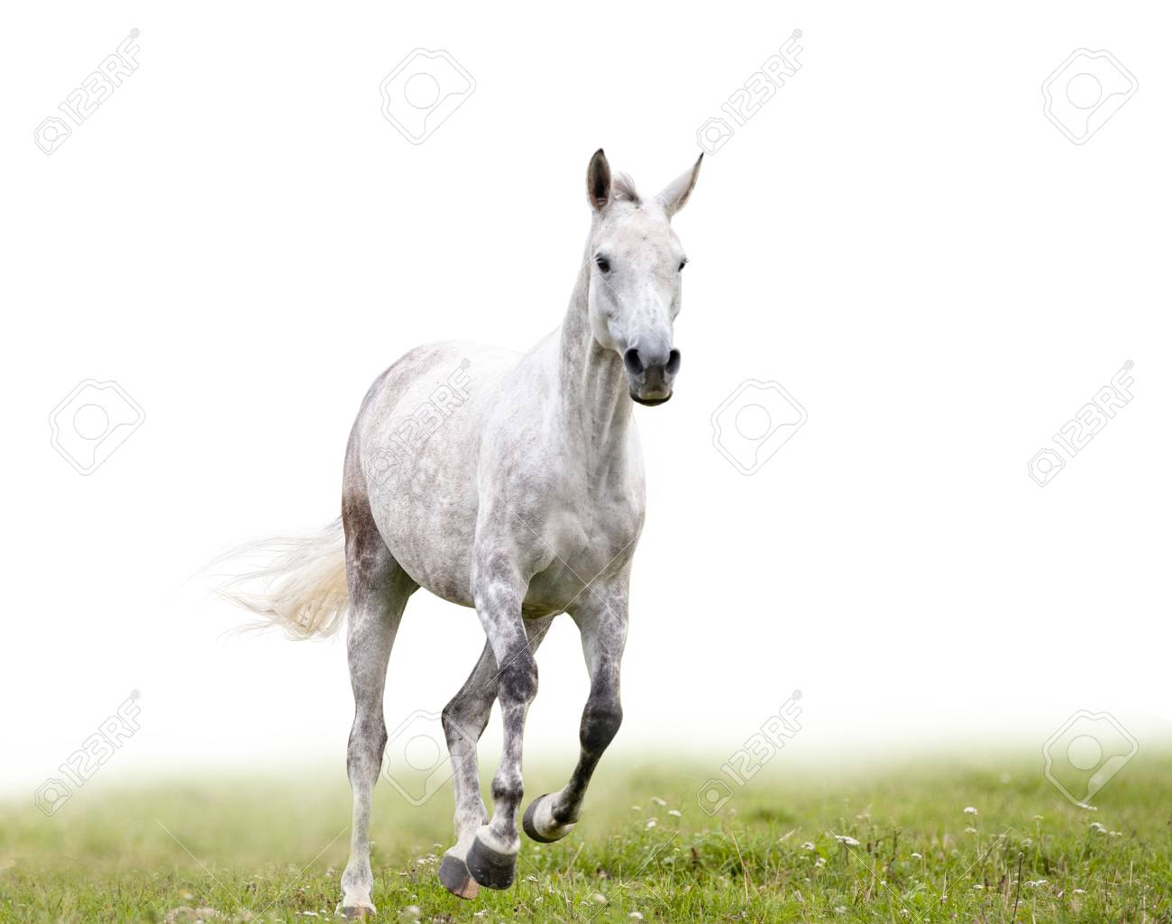 gray dapple horse runs in field isolated with white background