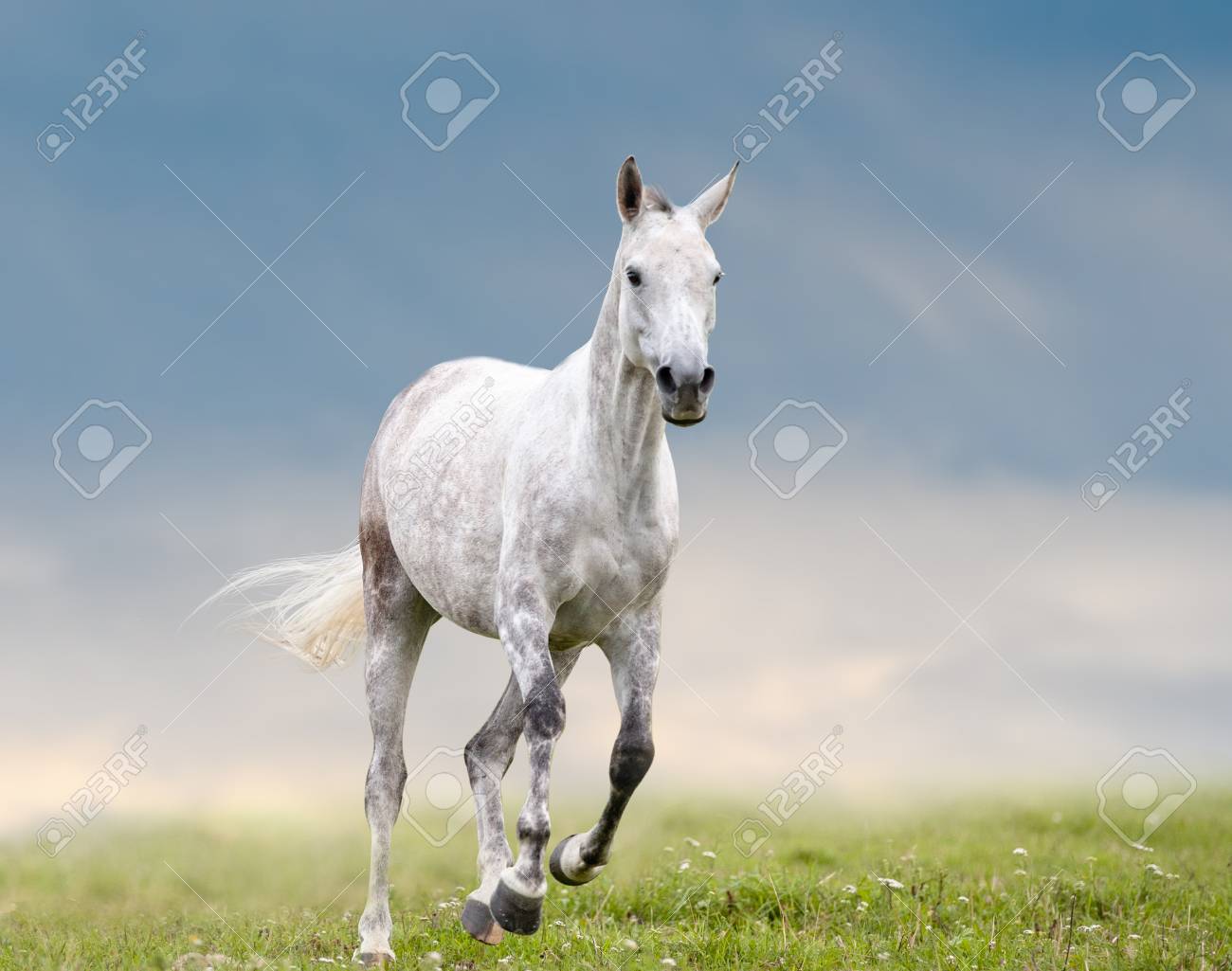 gray dapple horse runs in field with cloudy sky on a background