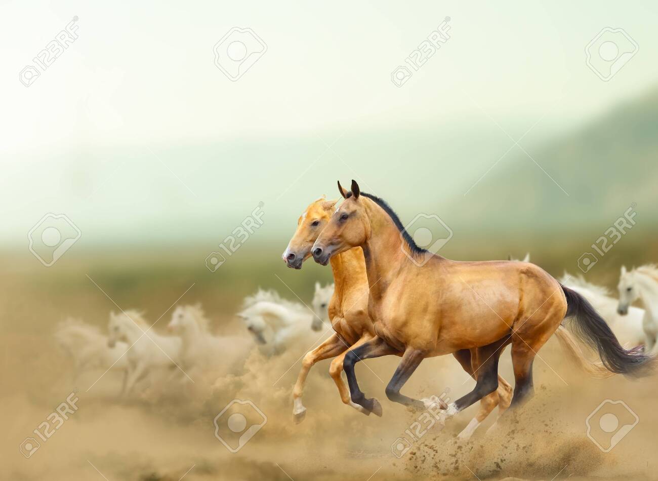 Beautiful Wild Horses In Prairies Wild Horses Running Fast With Stock Photo Picture And Royalty Free Image Image 148557411