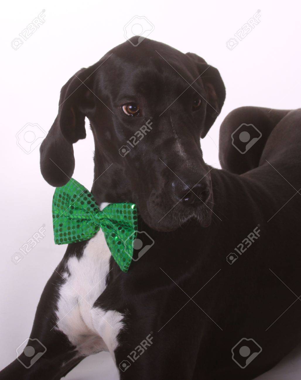 great dane bow tie