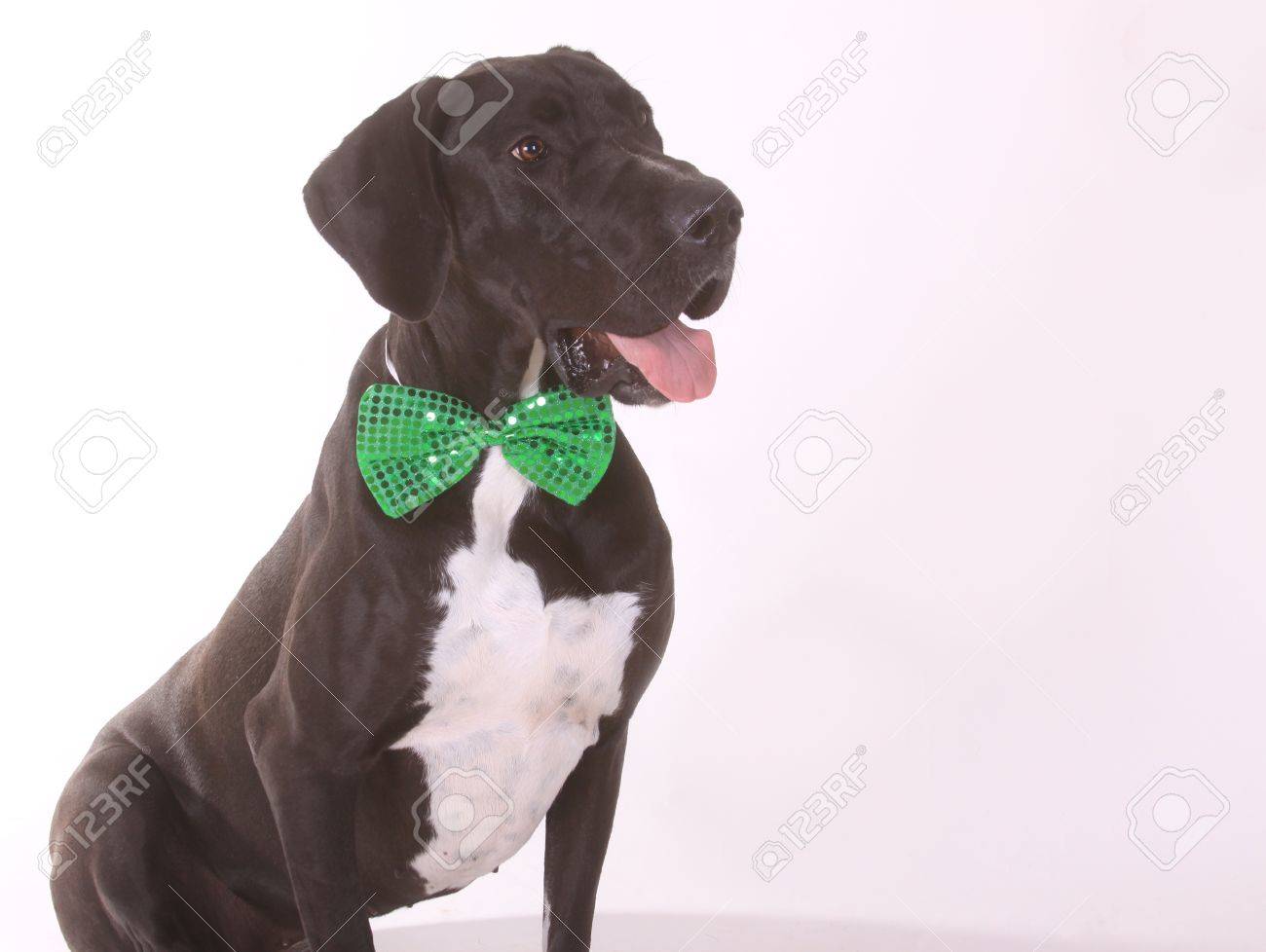 great dane bow tie