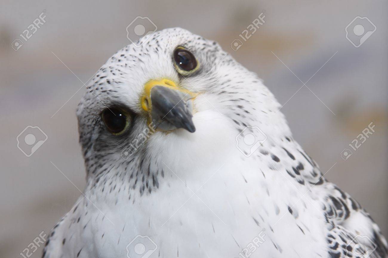 面白そうに見える鳥 の写真素材 画像素材 Image