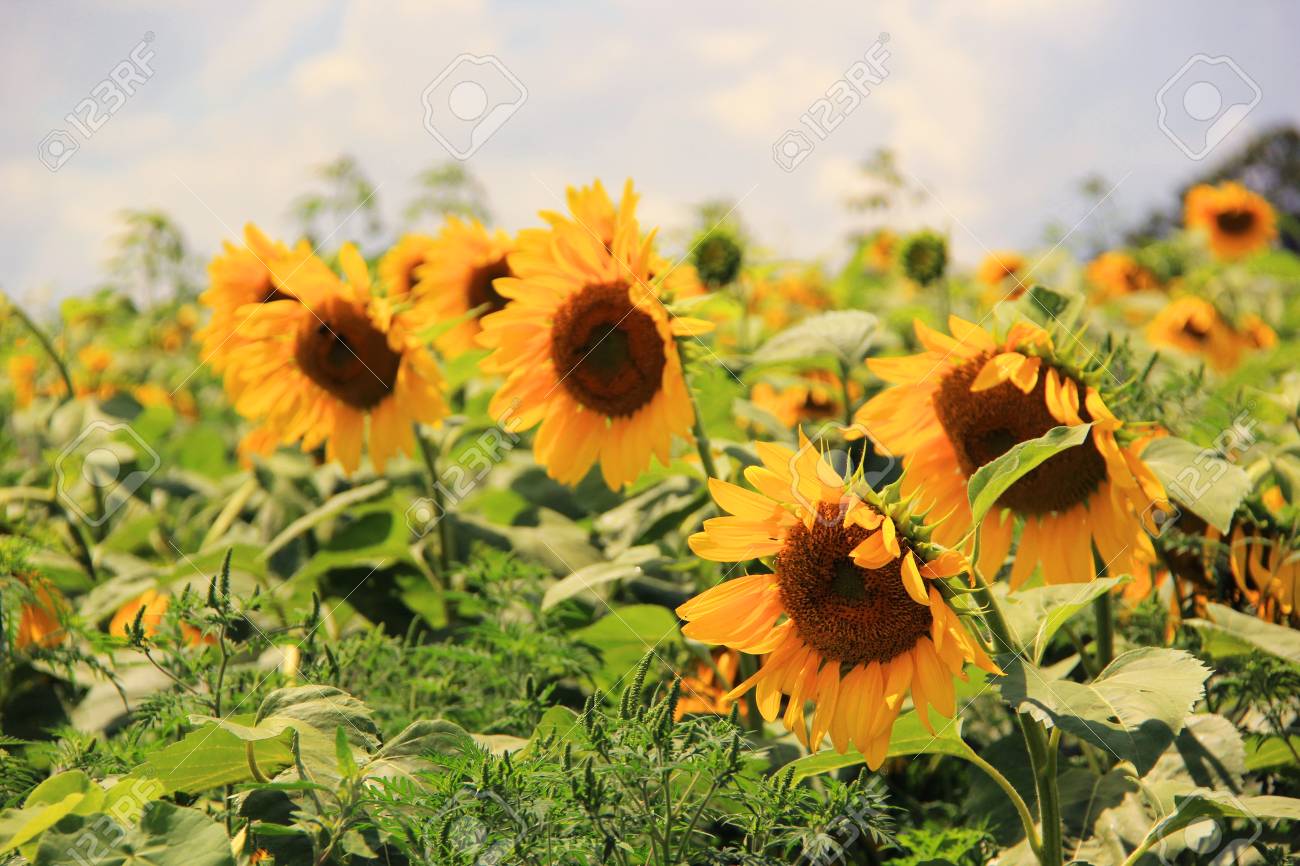 ひまわり畑 夏の日光の下でひまわり畑の背景 水平方向で構成 黄ばんだ被写し界深度 壁紙に適しています の写真素材 画像素材 Image