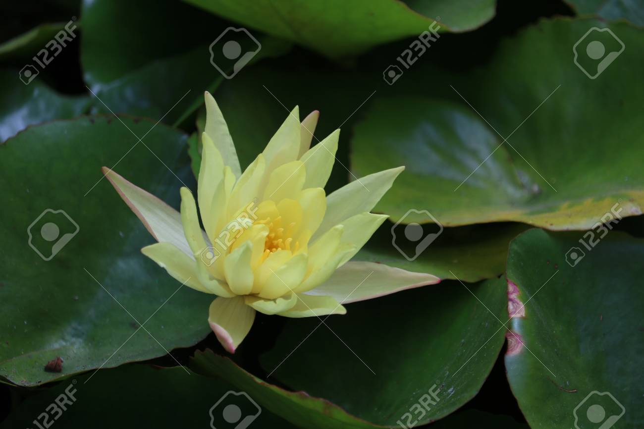 Single Open Yellow Waterlily Blossom Floating On Pond With Stock Photo Picture And Royalty Free Image Image