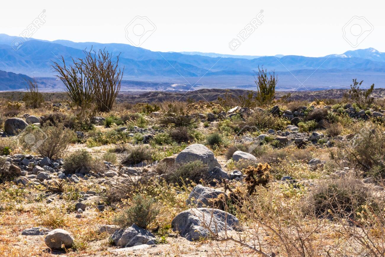 Southwest Desert Landscape With Desert Plants In Springtime Camping Hiking And Adventure In Spring In American Desert Stock Photo Picture And Royalty Free Image Image 139569738