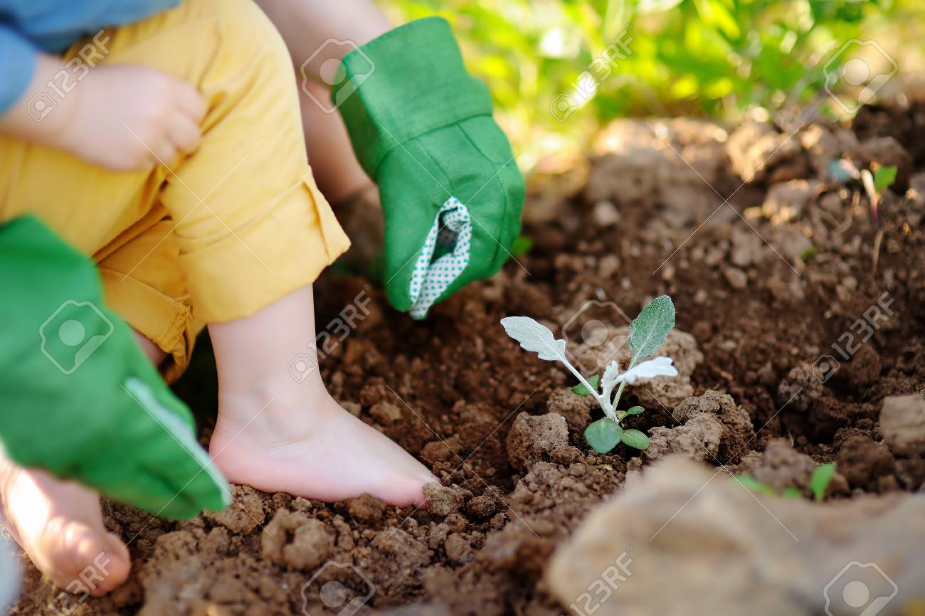 夏の晴れた日に庭のベッドで苗を植える女性 若い植物と庭師の手 庭の道具 手袋 新芽のクローズアップ の写真素材 画像素材 Image