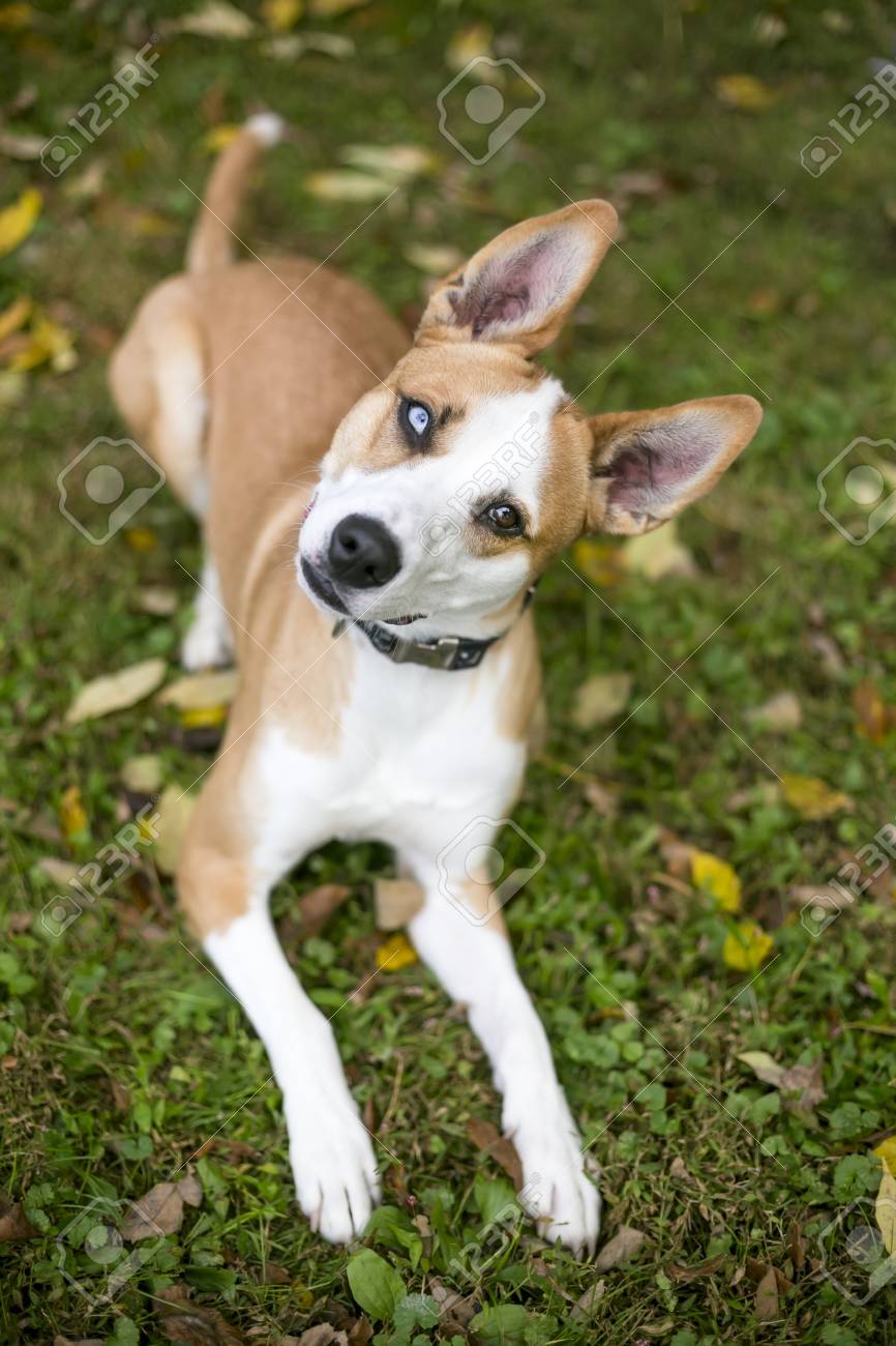 Portrait Of A Red And White Mixed Breed Dog With Heterochromia Stock Photo Picture And Royalty Free Image Image
