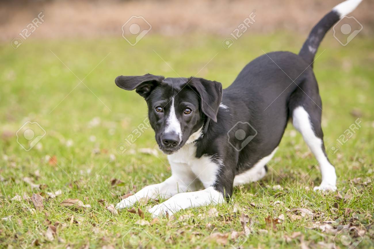 A playful black and white mixed breed dog, in a play bow position - 94029403 A playful black and white mixed breed dog, in a play bow position - 94029403