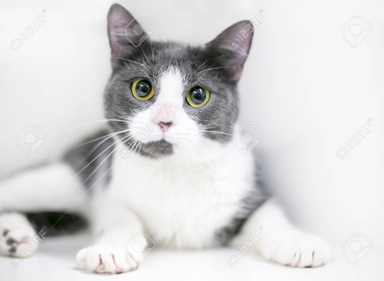 A Gray And White Shorthaired Cat With Large Dilated Pupils Stock