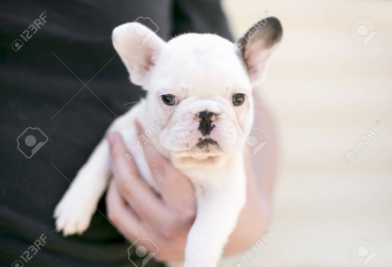 愛らしいフレンチブルドッグの子犬を持つ男 の写真素材 画像素材 Image