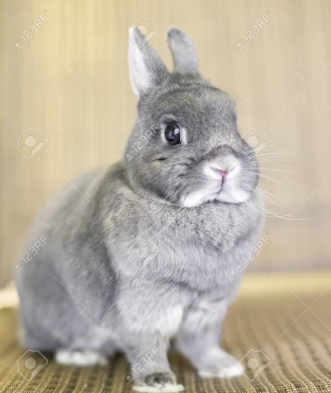 grey dwarf rabbit