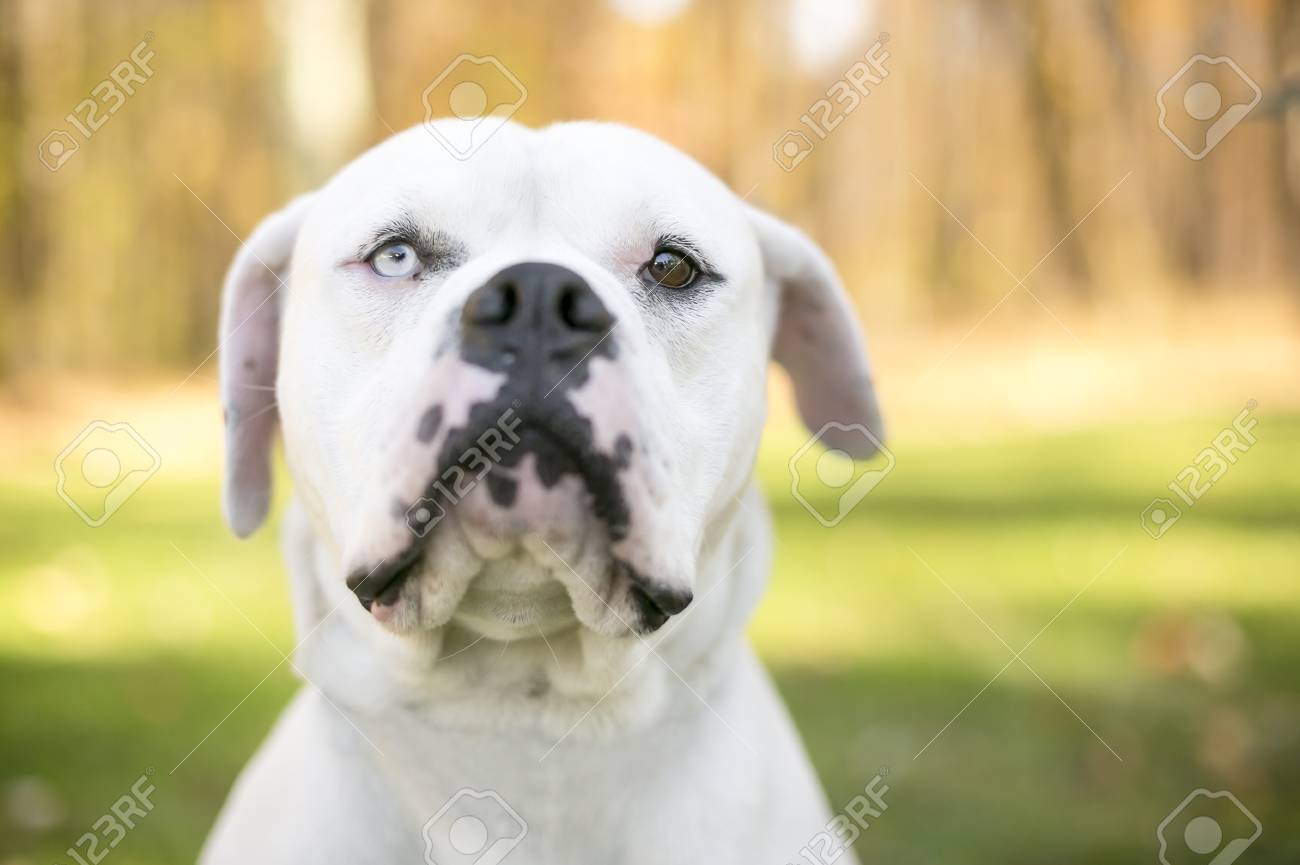 Heterochromia White Pitbull With Blue Eyes American Bulldog Blue