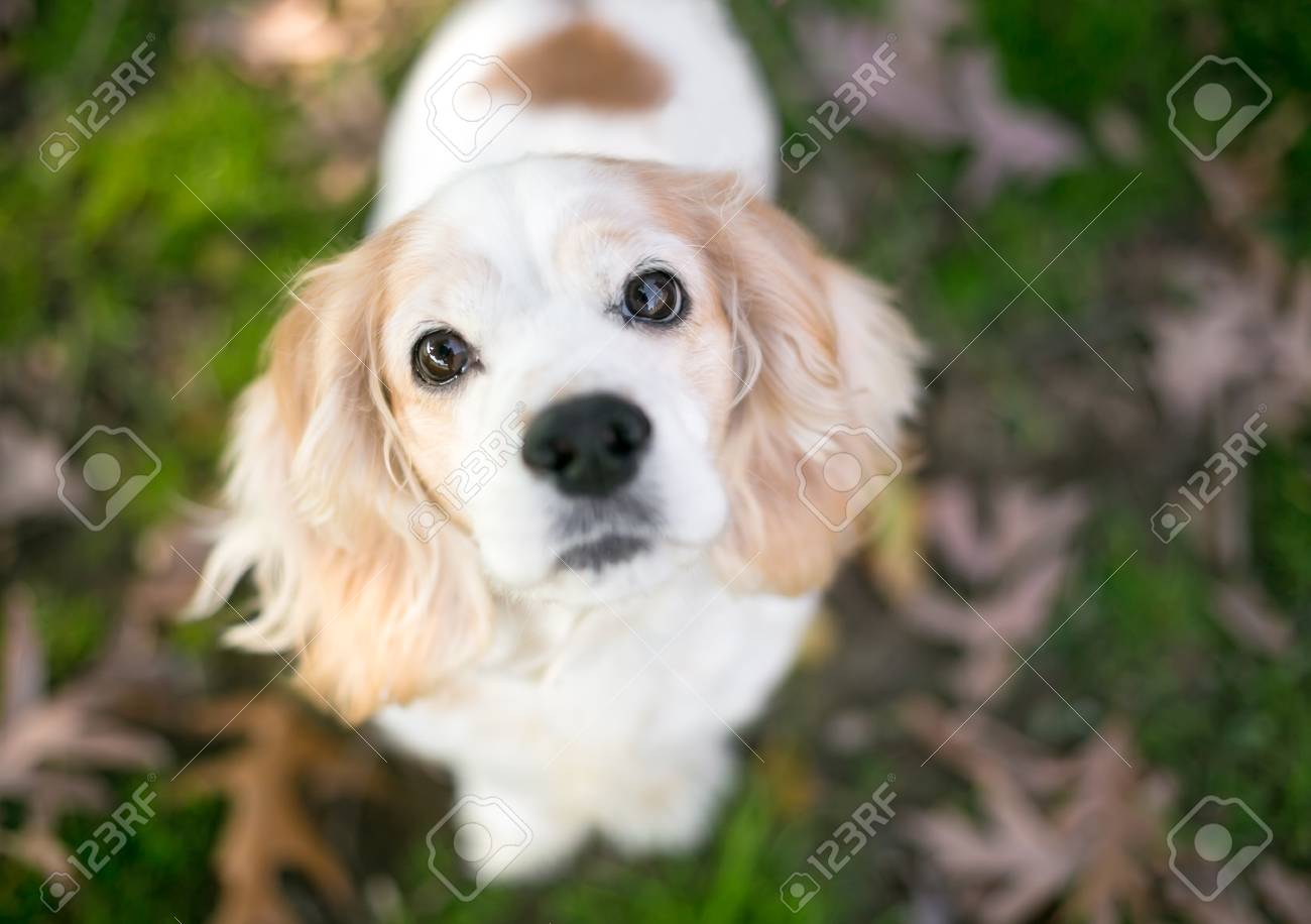 spaniel cross breeds