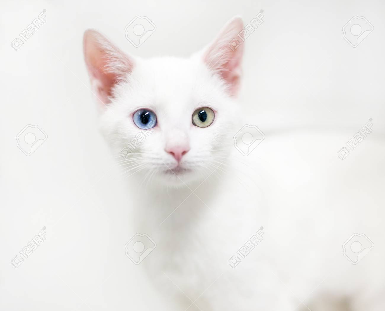 A White Domestic Shorthair Kitten With Heterochromia One Blue Stock Photo Picture And Royalty Free Image Image
