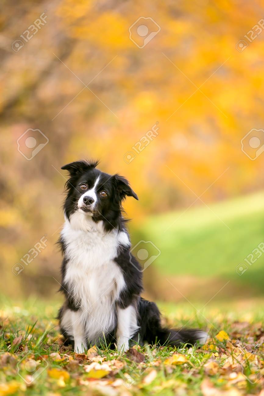 カラフルな紅葉で秋の屋外ボーダーコリー犬 の写真素材 画像素材 Image カラフルな紅葉で秋の屋外ボーダーコリー犬 の写真素材 画像素材 Image