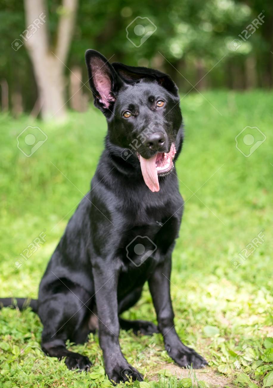 floppy ear german shepherd