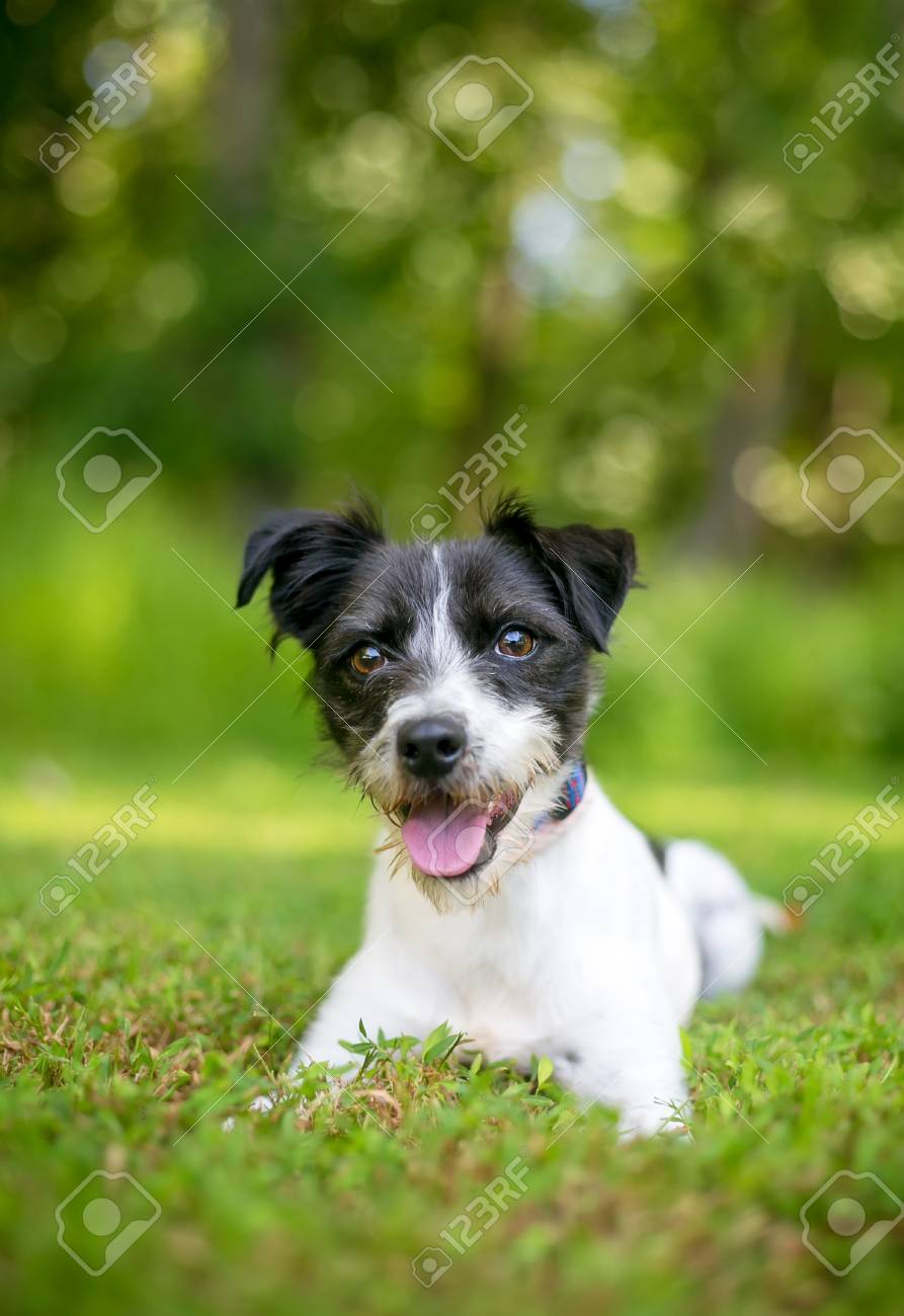 Un Mignon Petit Chien De Race Mixte Noir Et Blanc Couche Dans L Herbe Banque D Images Et Photos Libres De Droits Image