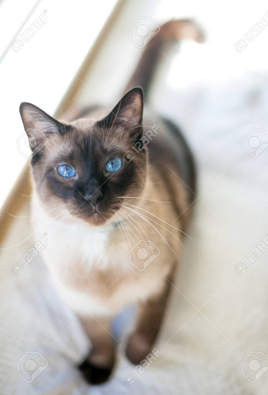purebred siamese